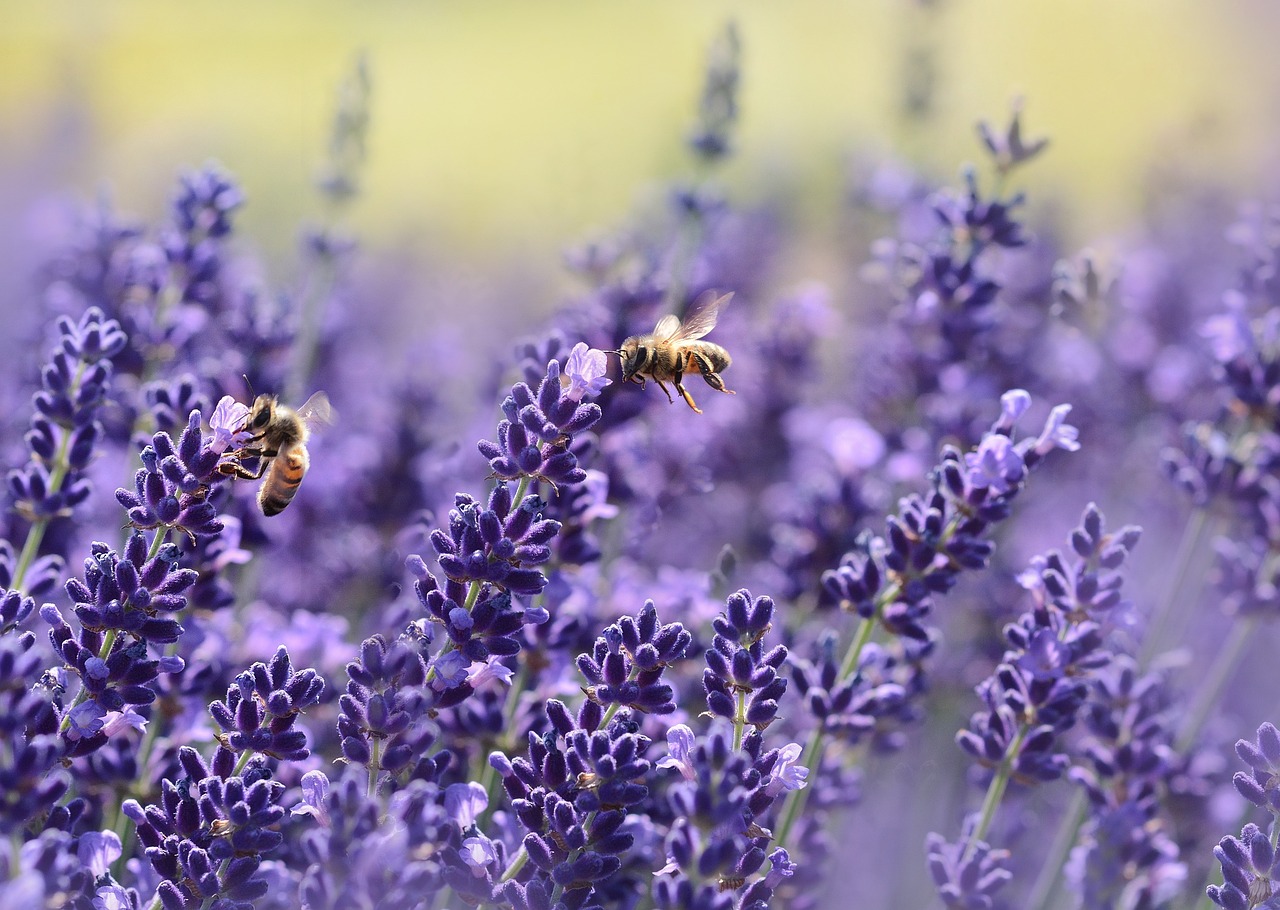 lavenders, beautiful flowers, bees-1537694.jpg